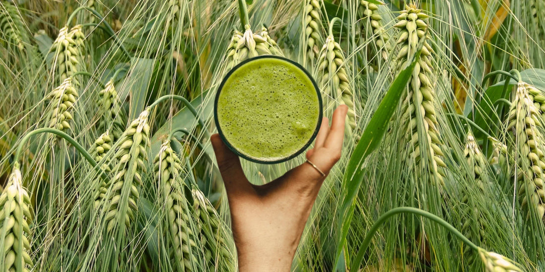 Gersten Gras und Gersten Grassaft: Der Vergleich für deine vegane Ernährung